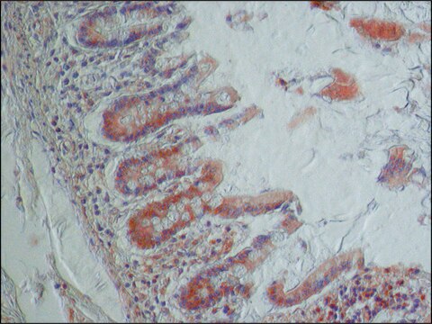 Anti-NOX1 antibody produced in rabbit ~1.5&#160;mg/mL, affinity isolated antibody