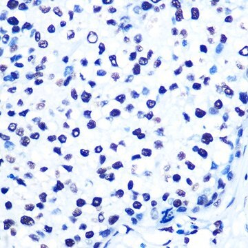 Anti-Histone H2AX antibody produced in rabbit