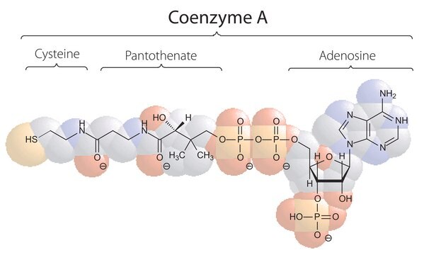 Coenzym&#160;A Trilithiumsalz &#8805;93%