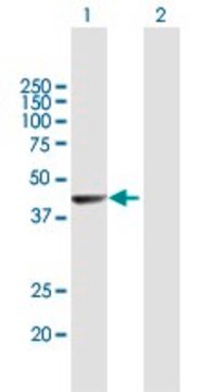 Anti-NR2E1 antibody produced in mouse purified immunoglobulin, buffered aqueous solution