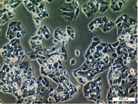 Hep G2 Cell Line human hepatocyte carcinoma, 85011430