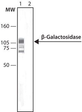 Monoclonal Anti-&#946;-Galactosidase antibody produced in mouse clone GAL-40, ascites fluid