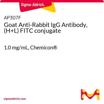 Goat Anti-Rabbit IgG Antibody, (H+L) FITC conjugate 1.0&#160;mg/mL, Chemicon&#174;