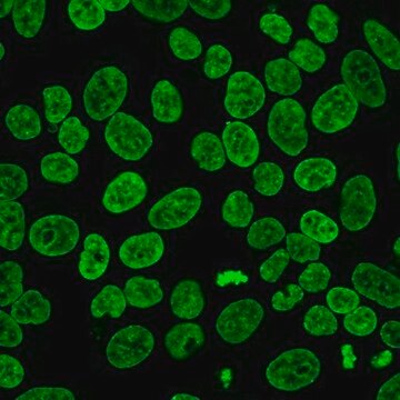 BioTracker 488 Green Nuclear Dye Live cell imaging green nuclear staining dye with greater photostability than traditional blue fluorescent nuclear stains such as DAPI and Hoechst 33342.