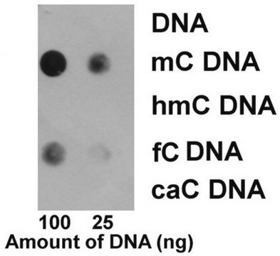 Anti-5-Methylcytosine (5mC) Antibody, clone EDL MC-4 clone EDL MC-4, from mouse