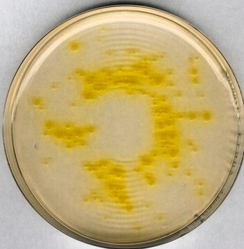 Cetrimid-Agar Pseudomonas selective agar base for microbiology (According harm. EP/USP/JP)