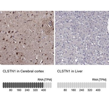 Anti-CLSTN1 antibody produced in rabbit Prestige Antibodies&#174; Powered by Atlas Antibodies, affinity isolated antibody, buffered aqueous glycerol solution