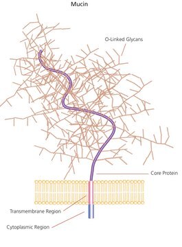 Mucin from bovine submaxillary glands Type I-S