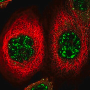 Anti-FOXO4 antibody produced in rabbit Prestige Antibodies&#174; Powered by Atlas Antibodies, affinity isolated antibody