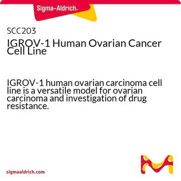 IGROV-1 humane Eierstockkrebszelllinie IGROV-1 human ovarian carcinoma cell line is a versatile model for ovarian carcinoma and investigation of drug resistance.