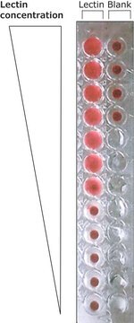 Lectin from Pseudomonas aeruginosa lyophilized powder