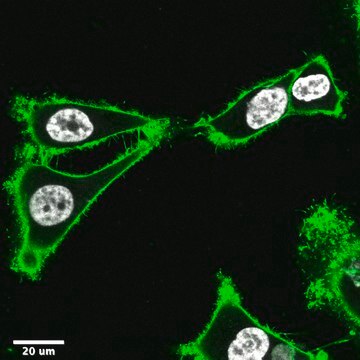 BioTracker&#8482;-MemBright-488-Lebendzellfarbstoff