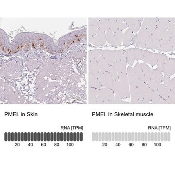 Anti-PMEL antibody produced in rabbit Prestige Antibodies&#174; Powered by Atlas Antibodies, affinity isolated antibody, buffered aqueous glycerol solution