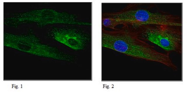 Anti-Gamma-1-Tubulin, clone 6H3.1 Antibody clone 6H3.1, from mouse