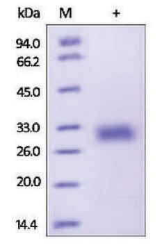 ADIPOQ/Adiponectin/ACRP30 human recombinant, expressed in HEK 293 cells, &#8805;92% (SDS-PAGE)