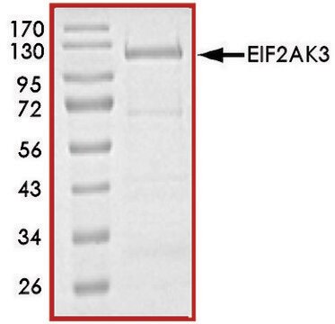 EIF2AK3 (563-1115), active, GST tagged human PRECISIO&#174; Kinase, recombinant, expressed in E. coli, &#8805;70% (SDS-PAGE), buffered aqueous glycerol solution