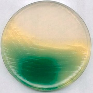 King Agar B NutriSelect&#174; Basic, suitable for microbiology