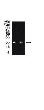 Anti-20S proteasome subunit &#946;6 Antibody serum, Upstate&#174;