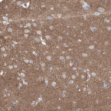 Anti-SYN3 antibody produced in rabbit Prestige Antibodies&#174; Powered by Atlas Antibodies, affinity isolated antibody, buffered aqueous glycerol solution