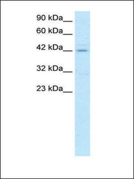 Anti-HOXA10 (AB2) antibody produced in rabbit IgG fraction of antiserum