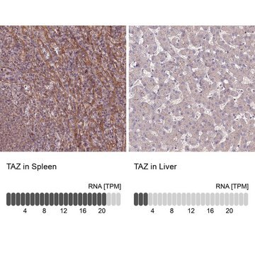 Anti-TAZ antibody produced in rabbit Prestige Antibodies&#174; Powered by Atlas Antibodies, affinity isolated antibody, buffered aqueous glycerol solution