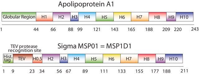 Membrane Scaffold Protein 1D1 recombinant, expressed in E. coli, buffered aqueous solution