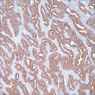 Cytokeratin-Cocktail (AE1 &amp; AE3) Mouse Monoclonal Antibody