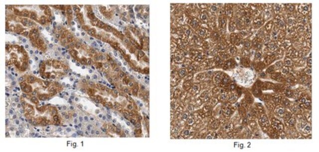 Anti-FFAR2 Antibody/GPR43 from rabbit, purified by affinity chromatography