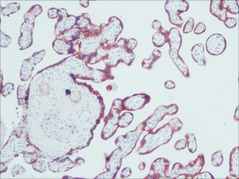 Monoklonales Anti-pan-Zytokeratin clone PCK-26, purified from hybridoma cell culture