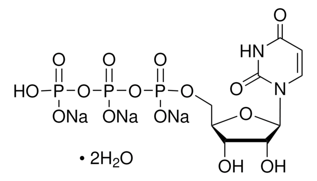 Uridine 5&#8242;-triphosphate trisodium salt dihydrate &#8805;80%