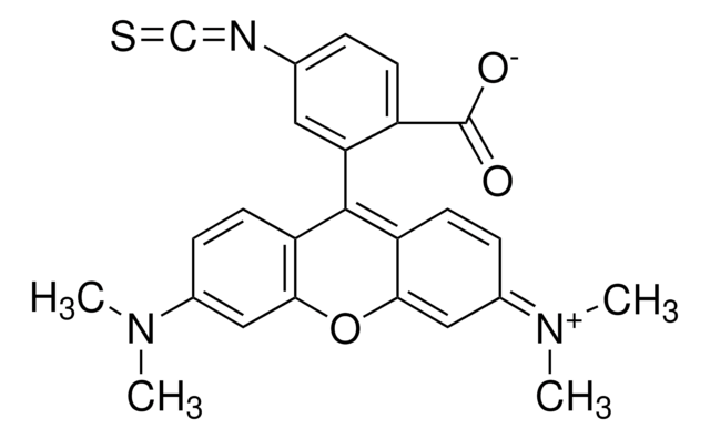 Tetramethylrhodamine isothiocyanate Isomer R powder