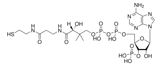 Coenzyme A (free acid) Avanti Polar Lipids 870700P, powder