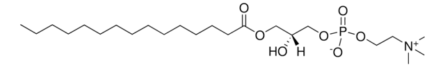 19:0 Lyso PC Avanti Polar Lipids 855776C