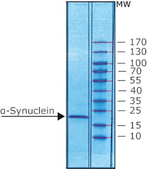 &#945;-Synuclein human recombinant, expressed in E. coli, N-terminal histidine tagged, &#8805;90% (SDS-PAGE), lyophilized powder